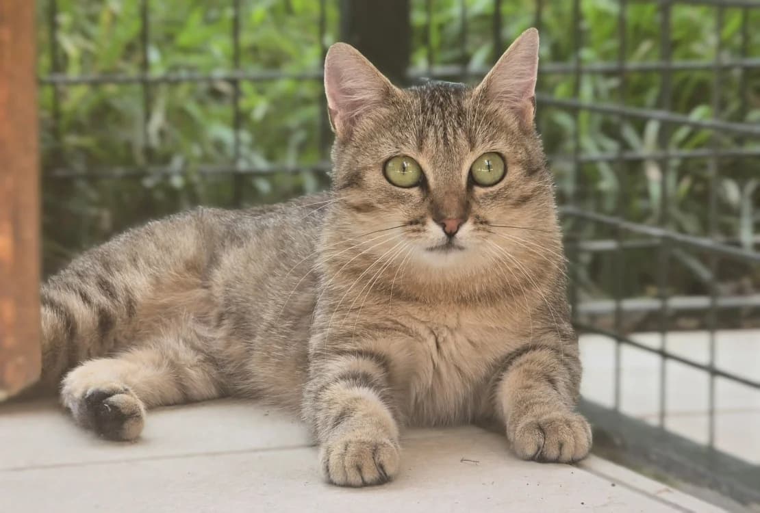 CLOCHETTE, female mixed breed for adoption at SPA Vichy (Brugheas), Vichy