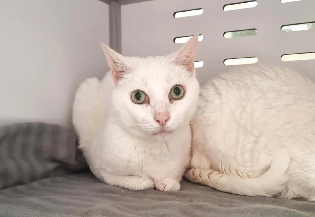 NOUNOURS, male mixed breed for adoption at SPA Vichy (Brugheas), Vichy