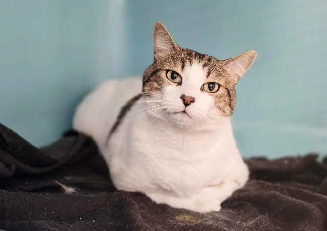 RONI, male mixed breed for adoption at SPA Vichy (Brugheas), Vichy