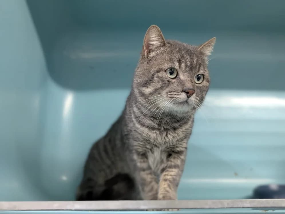 ELMO, male mixed breed for adoption at SPA Vichy (Brugheas), Vichy