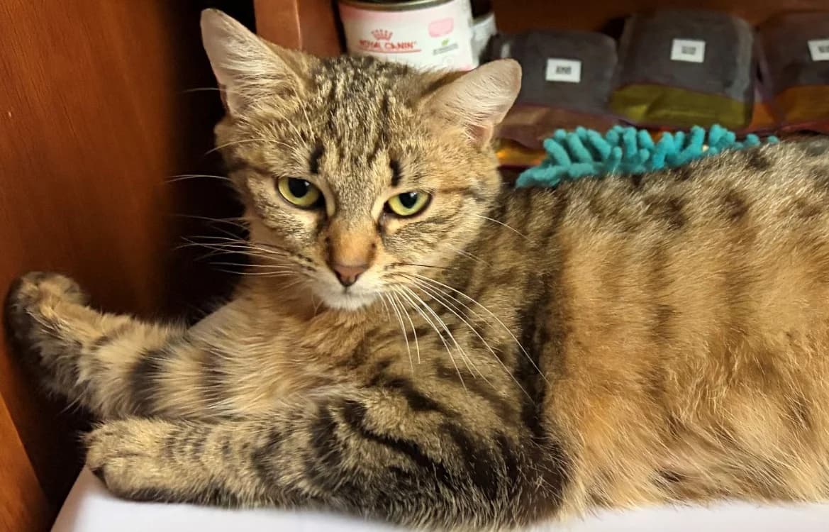 CELIA, female 3yo mixed breed for adoption at SPA Vichy (Brugheas), Vichy