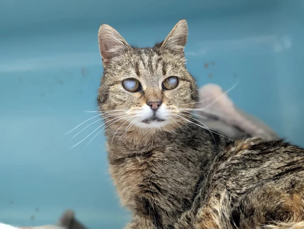 TILIA, female senior mixed breed for adoption at SPA Vichy (Brugheas), Vichy