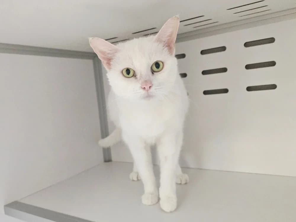 BIANCA, female senior Mixed Breed for adoption at SPA Vichy (Brugheas), Vichy