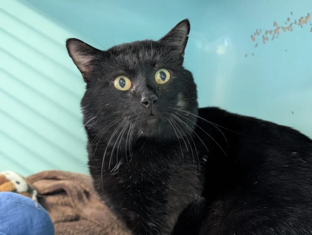 ALBATOR, male 5yo Mixed Breed for adoption at SPA Vichy (Brugheas), Vichy