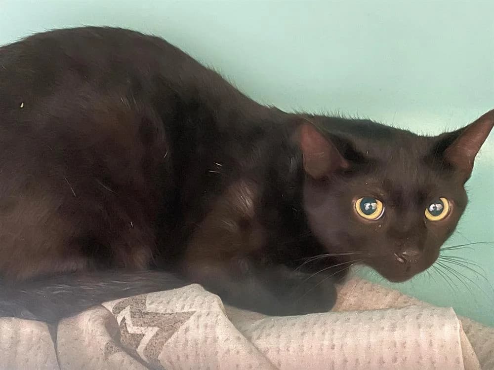 ODILON, male mixed breed for adoption at SPA Vichy (Brugheas), Vichy