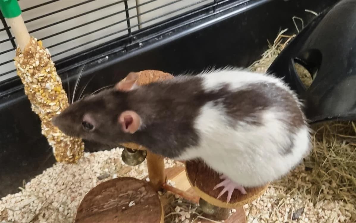 A_nommer, female mixed breed for adoption at SPA Vichy (Brugheas), Vichy