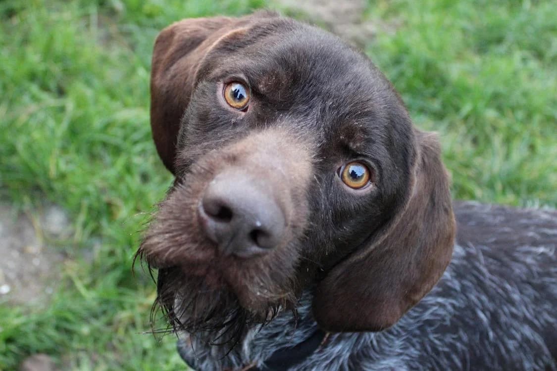 FIBUS, male Mixed Breed for adoption at SPA Cabourg, Cabourg