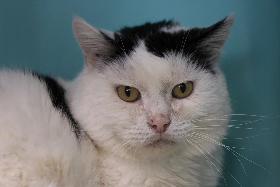 JOJO, male mixed breed for adoption at SPA Cabourg, Cabourg