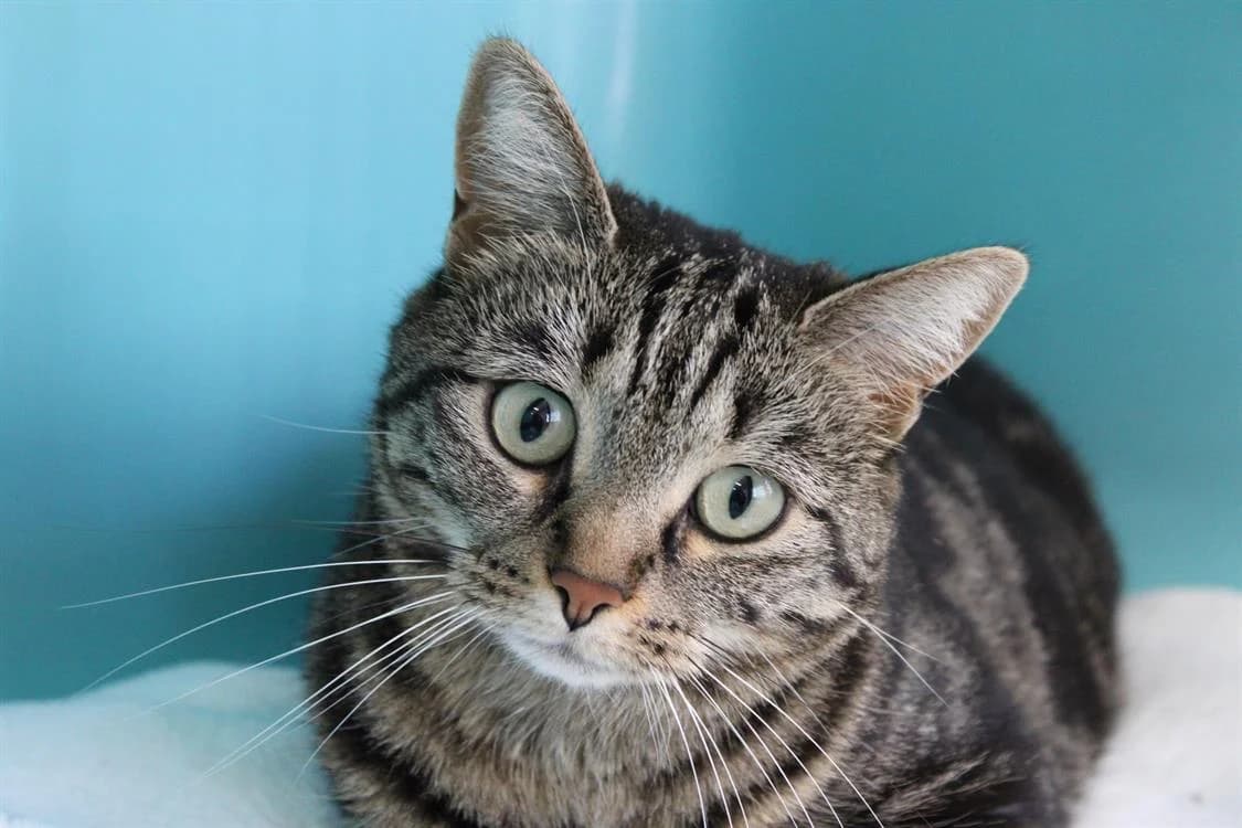 Moka, female mixed breed for adoption at SPA Cabourg, Cabourg