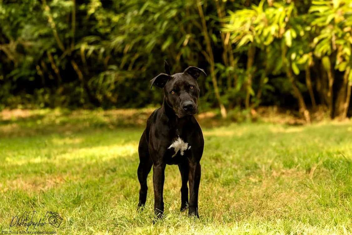 Cassia, female mixed breed for adoption at SPA Cabourg, Cabourg