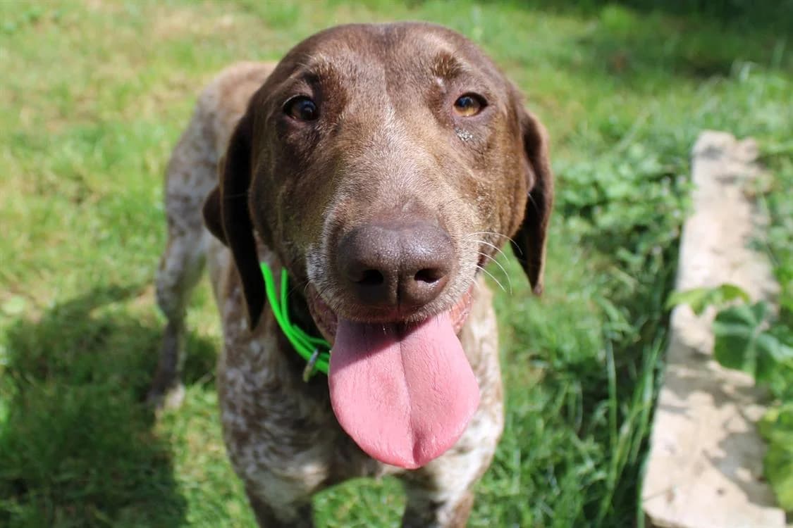 Iris, female 6yo Pointer for adoption at SPA Cabourg, Cabourg