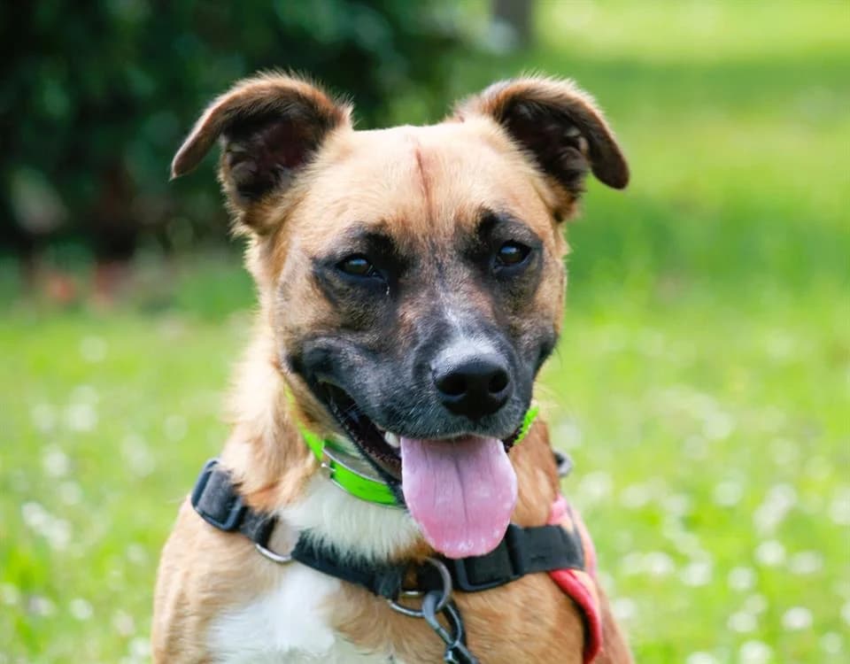 DAX, male Mixed Breed for adoption at SPA Cabourg, Cabourg