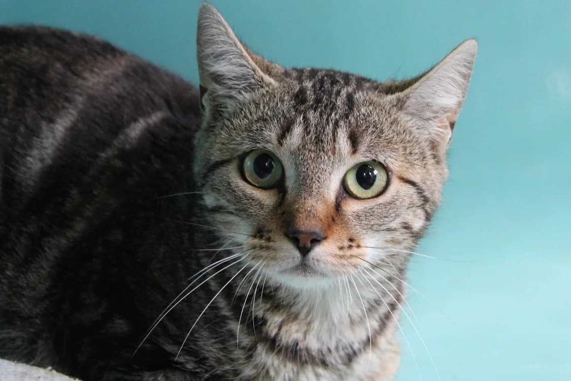 CARTOUCHE, female mixed breed for adoption at SPA Cabourg, Cabourg