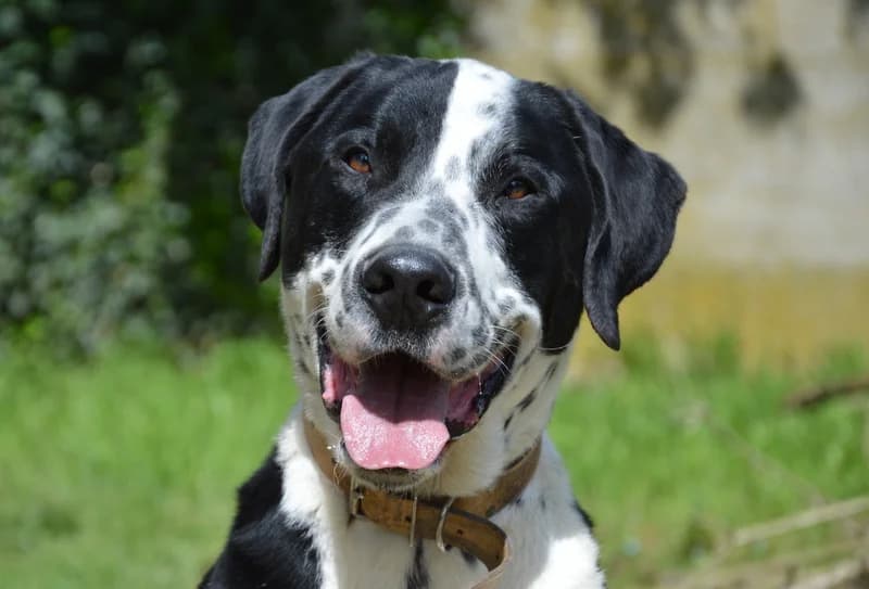 RIO, male Bernese Mountain Dog for adoption at SPA Cabourg, Cabourg