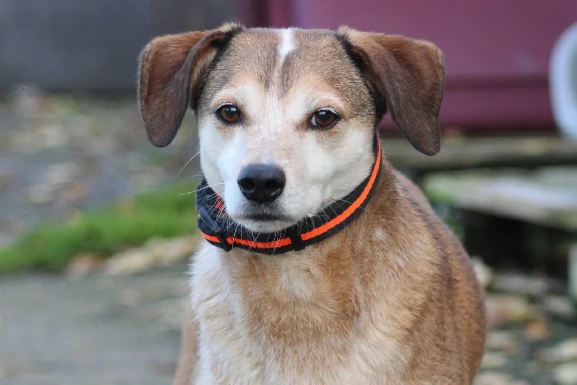 MARCO, male Mixed Breed for adoption at SPA Cabourg, Cabourg