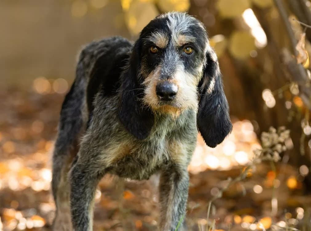 Igor, male Mixed Breed for adoption at SPA Cabourg, Cabourg