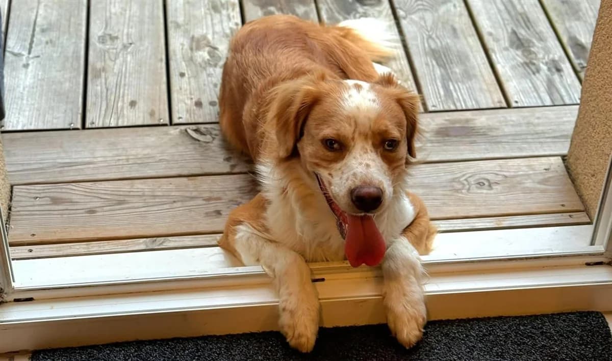 SNOW, male Mixed Breed for adoption at SPA Cabourg, Cabourg