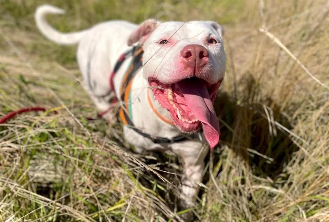 PERDITA, female Mixed Breed for adoption at SPA Cabourg, Cabourg