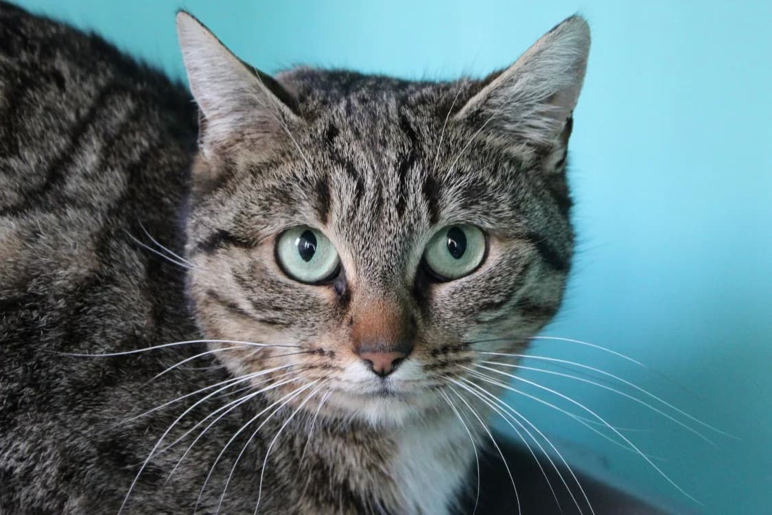 Orane, female mixed breed for adoption at SPA Cabourg, Cabourg