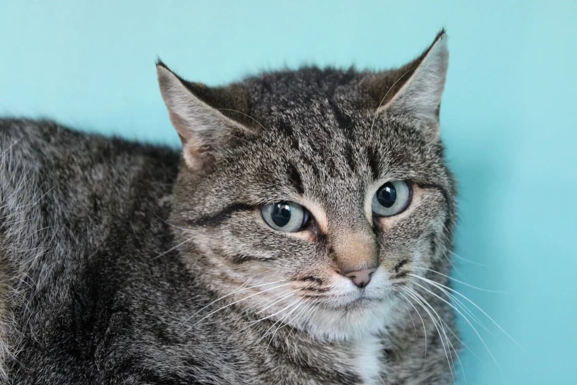 Fran, female mixed breed for adoption at SPA Cabourg, Cabourg