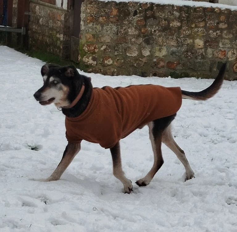 vic, male senior mixed breed for adoption at SPA Cabourg, Cabourg