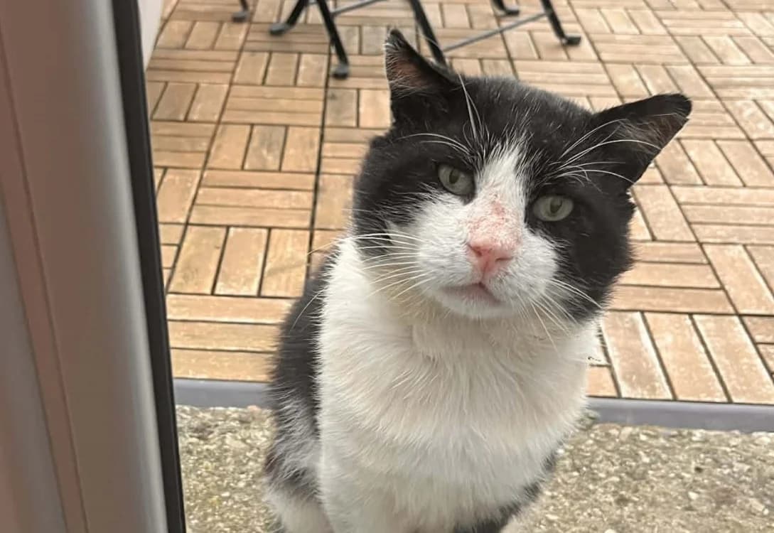 Brave, male senior mixed breed for adoption at SPA Cabourg, Cabourg