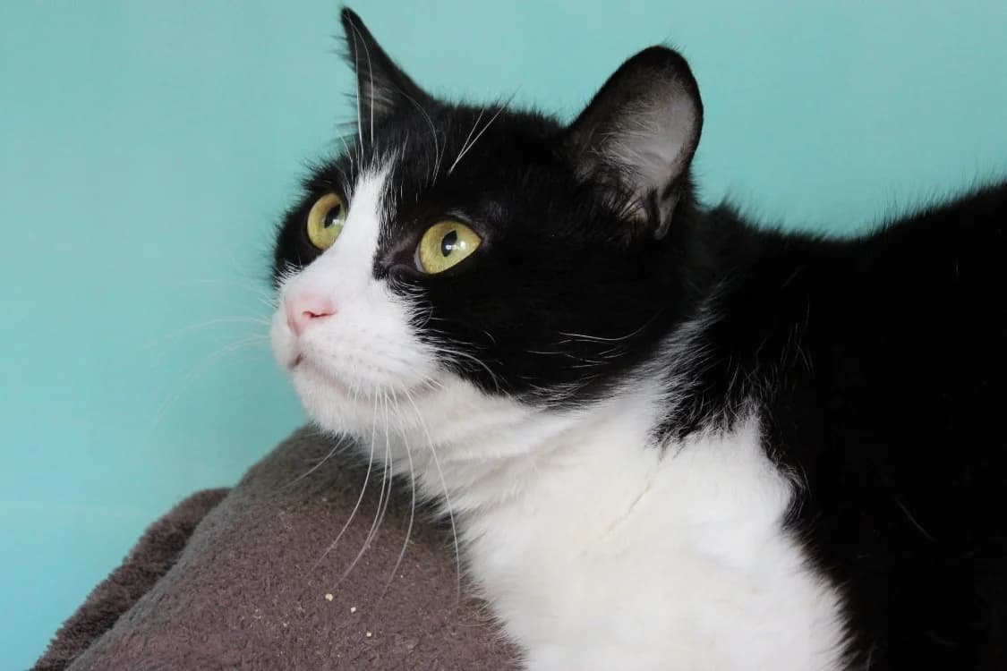 Cochonou, male mixed breed for adoption at SPA Cabourg, Cabourg