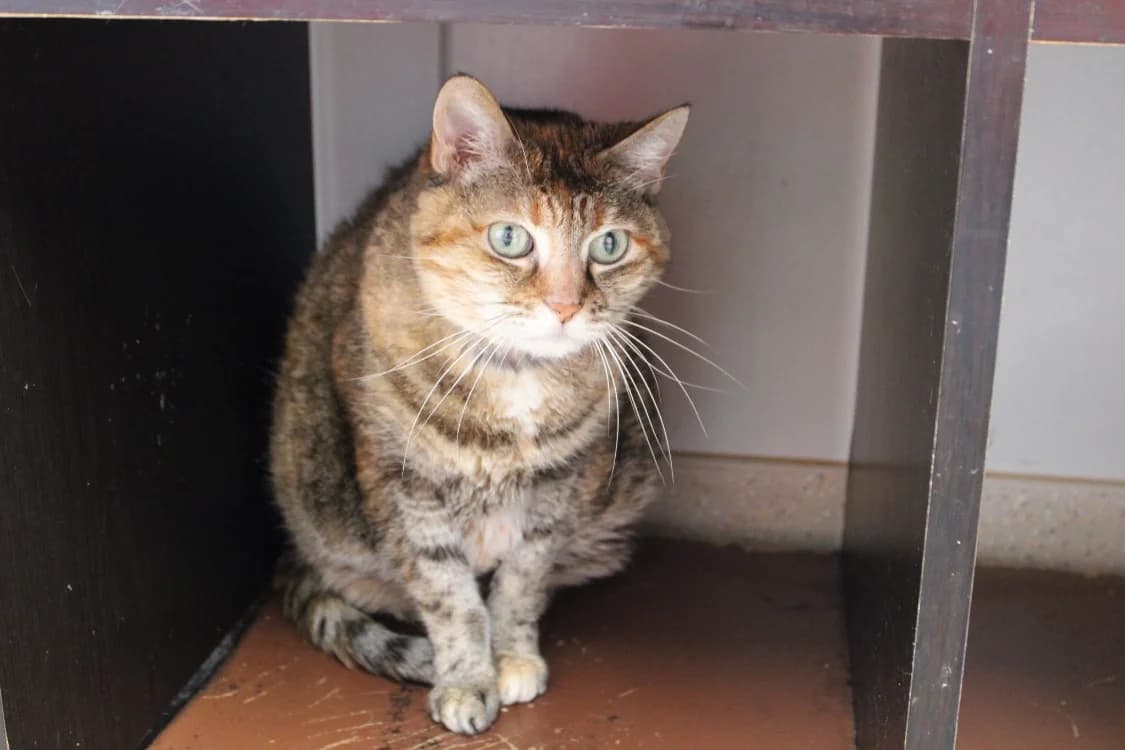 Chipie, female mixed breed for adoption at SPA Cabourg, Cabourg