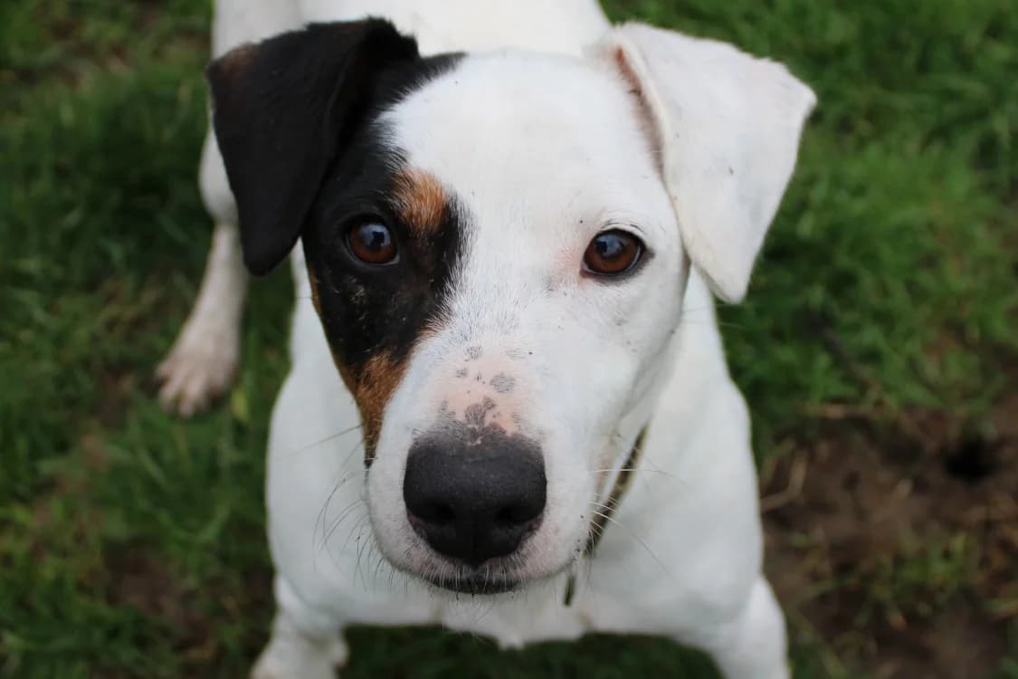 PATCH, male 7yo Jack Russell Terrier for adoption at SPA Cabourg, Cabourg