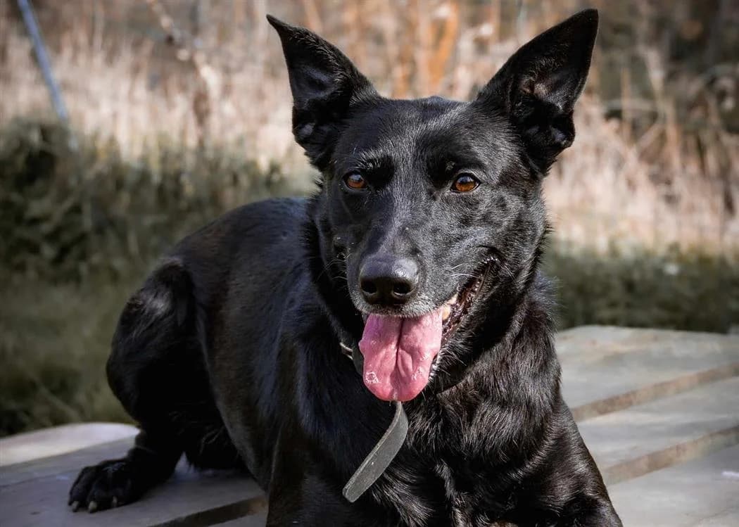 ORLIA, female Belgian Malinois for adoption at SPA Cabourg, Cabourg