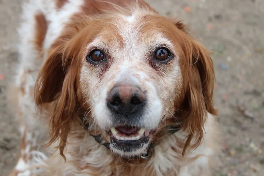 Alouette, female Brittany Spaniel for adoption at SPA Cabourg, Cabourg