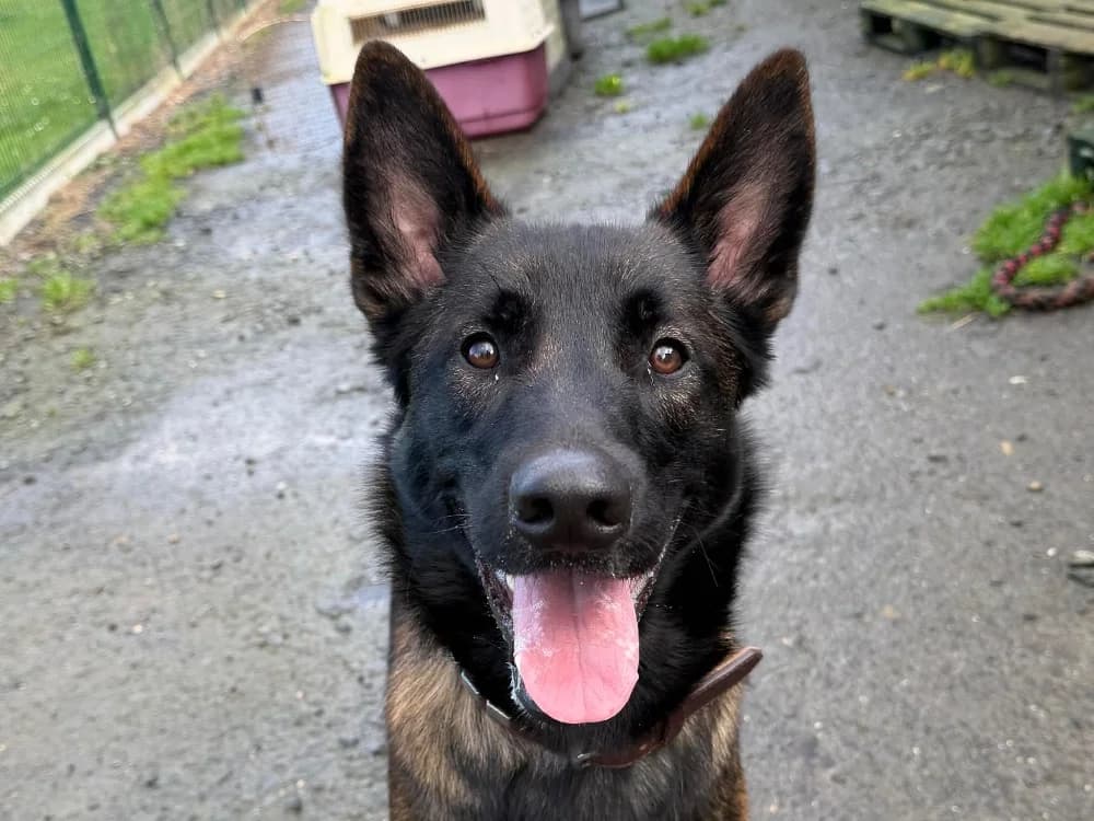Voxy, male Belgian Malinois for adoption at SPA Cabourg, Cabourg