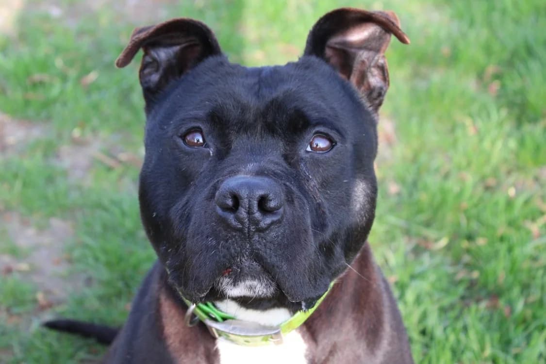 MOWGLI, male mixed breed for adoption at SPA Cabourg, Cabourg