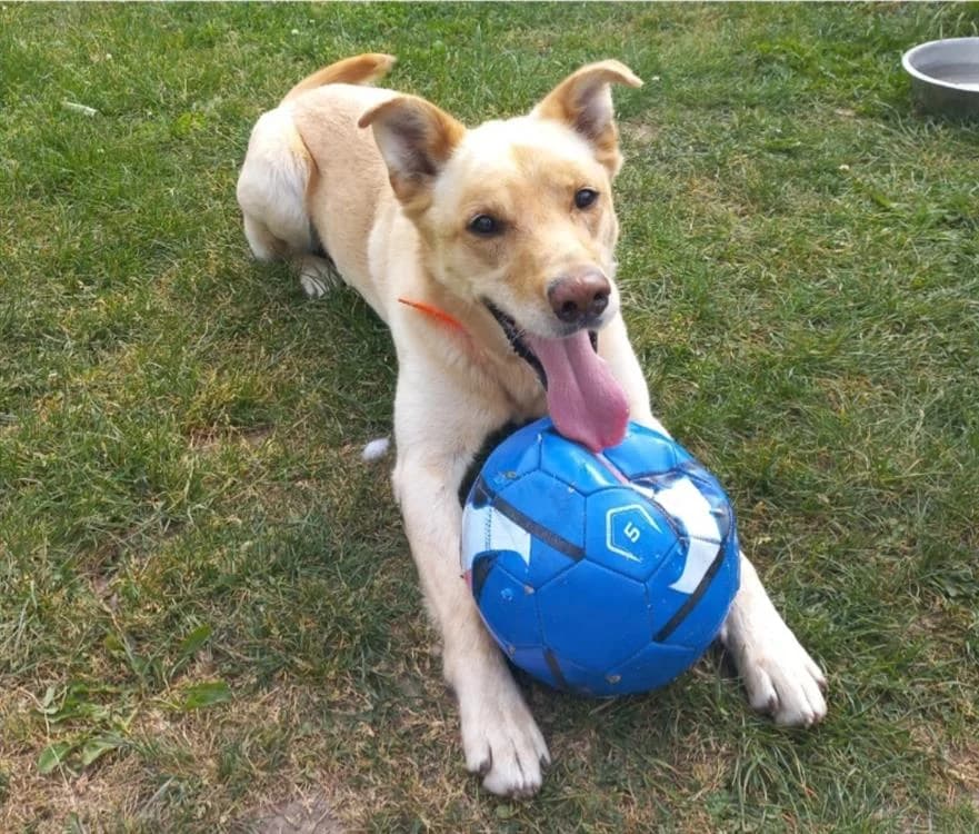 Chico, male Labrador Retriever for adoption at SPA Cabourg, Cabourg