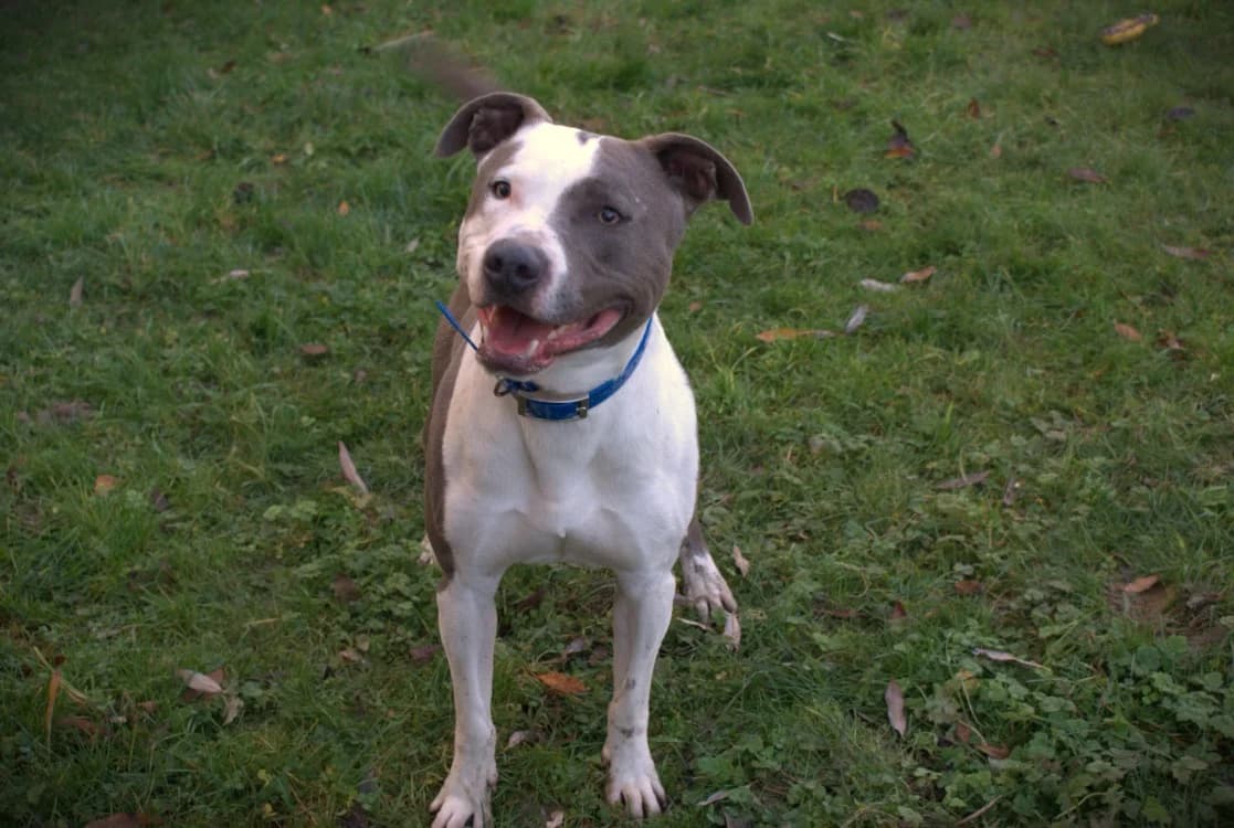 Baxter, male Mixed Breed for adoption at SPA Cabourg, Cabourg