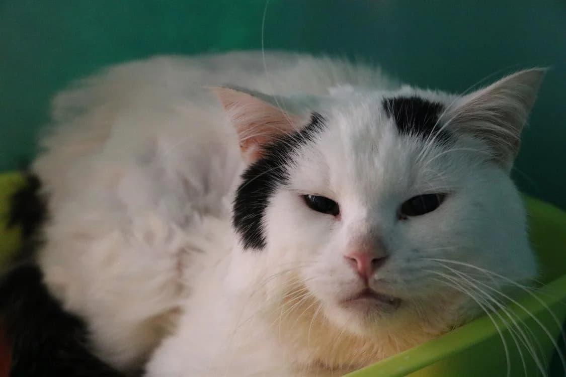 BOULY, male mixed breed for adoption at SPA Cabourg, Cabourg