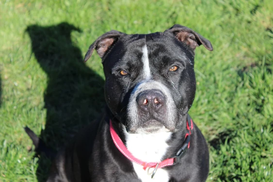 Gilbert, male Mixed Breed for adoption at SPA Cabourg, Cabourg