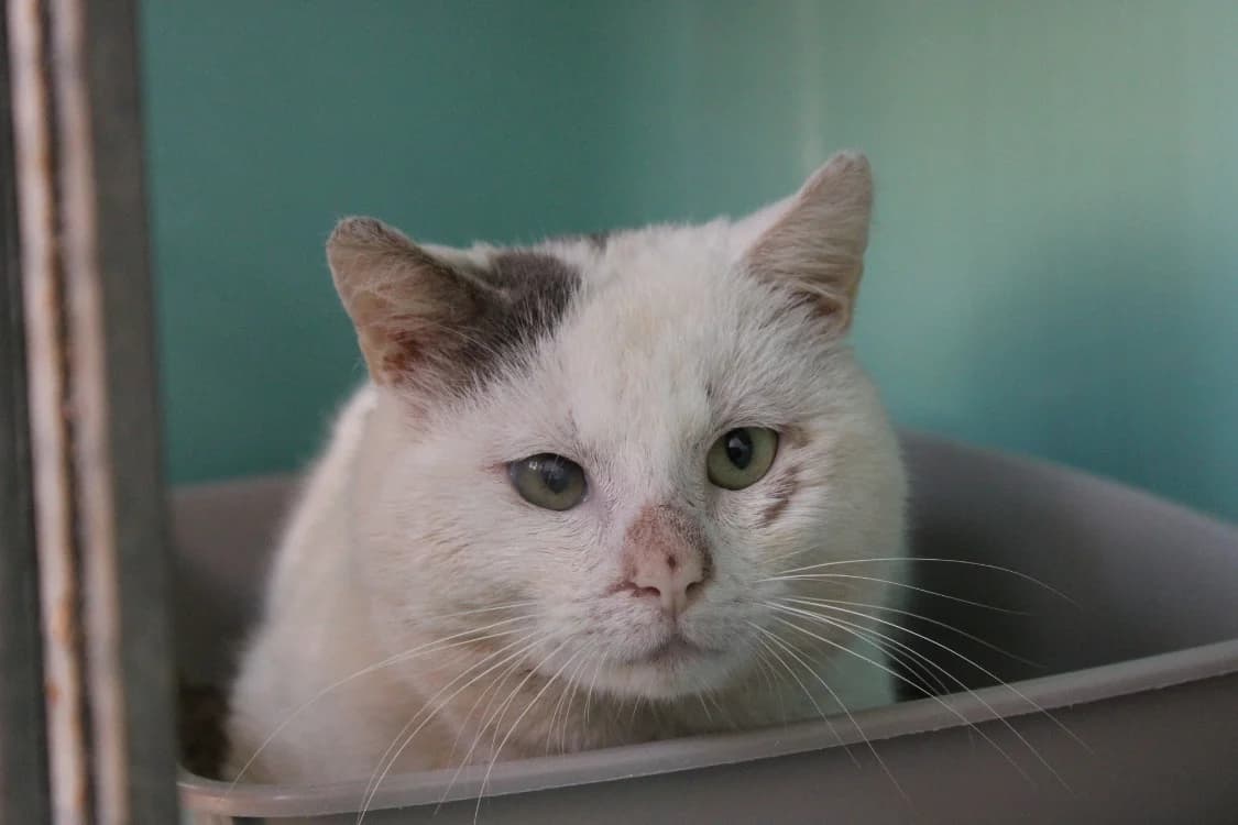 Gribouille, male mixed breed for adoption at SPA Cabourg, Cabourg