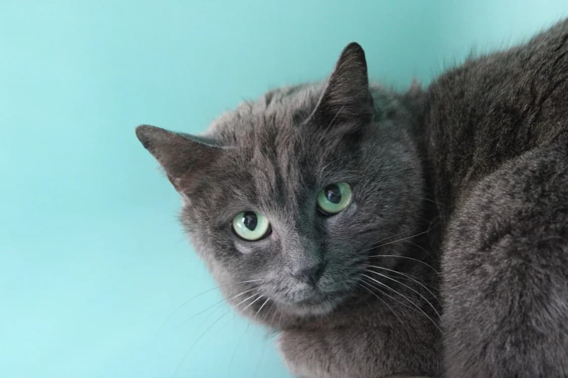 Senseo, female mixed breed for adoption at SPA Cabourg, Cabourg