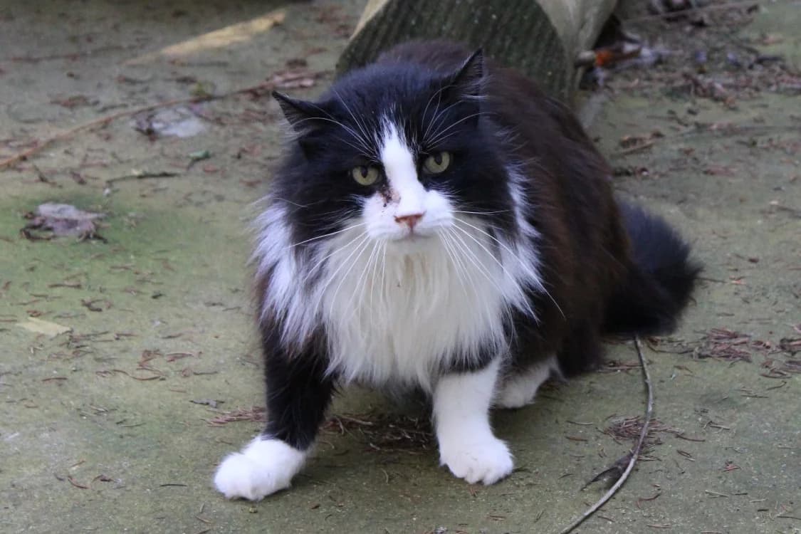 Roxy, male mixed breed for adoption at SPA Cabourg, Cabourg