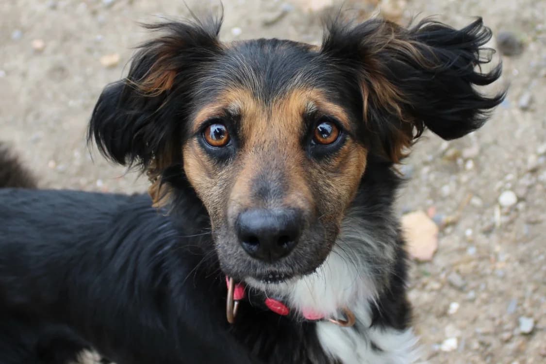 Gaya, female Mixed Breed for adoption at SPA Cabourg, Cabourg