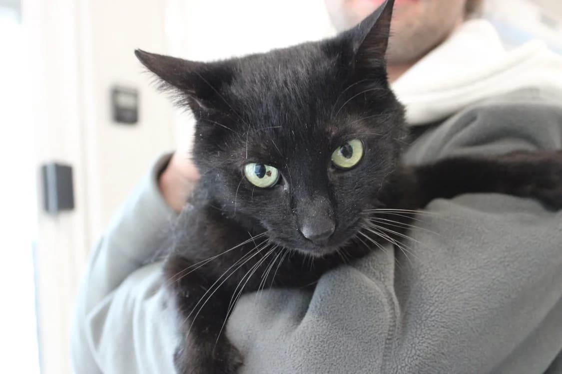 Pepper, male mixed breed for adoption at SPA Cabourg, Cabourg