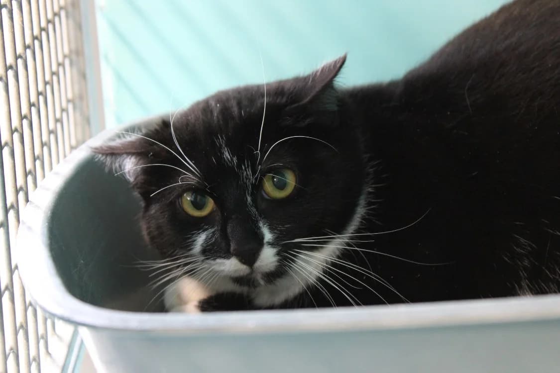 Zebulon, female mixed breed for adoption at SPA Cabourg, Cabourg