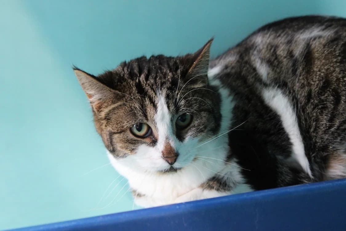 Gourgandine, female mixed breed for adoption at SPA Cabourg, Cabourg