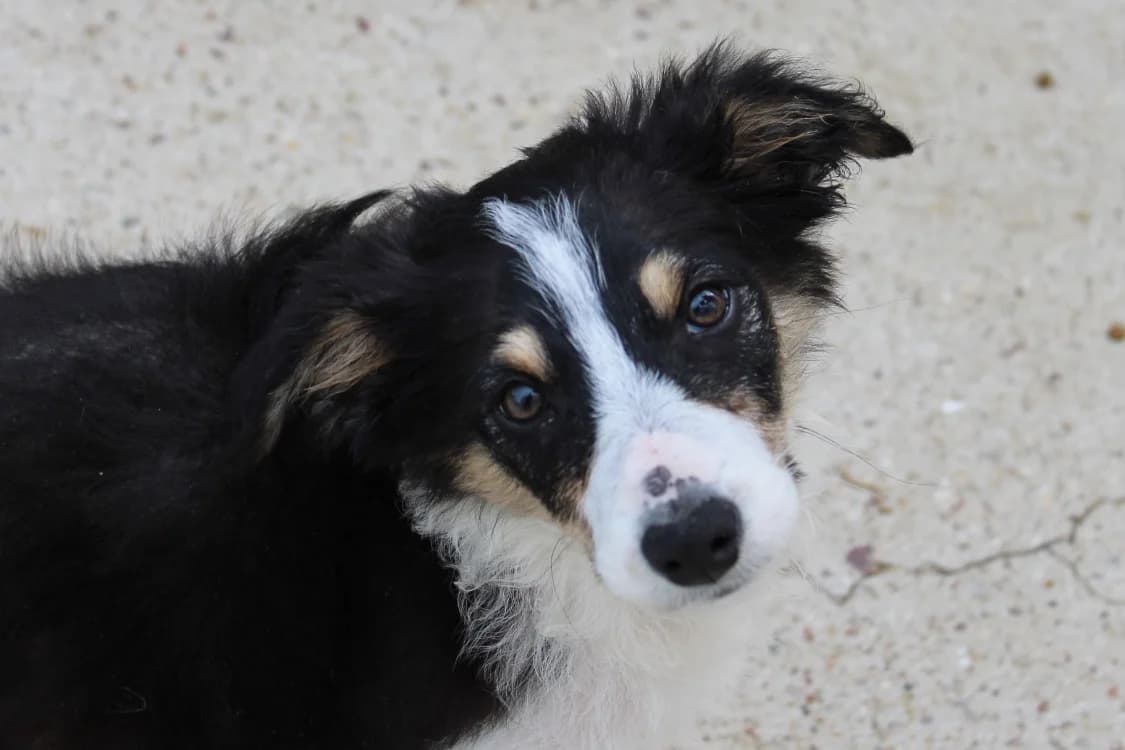 Attila, male Border Collie for adoption at SPA Cabourg, Cabourg