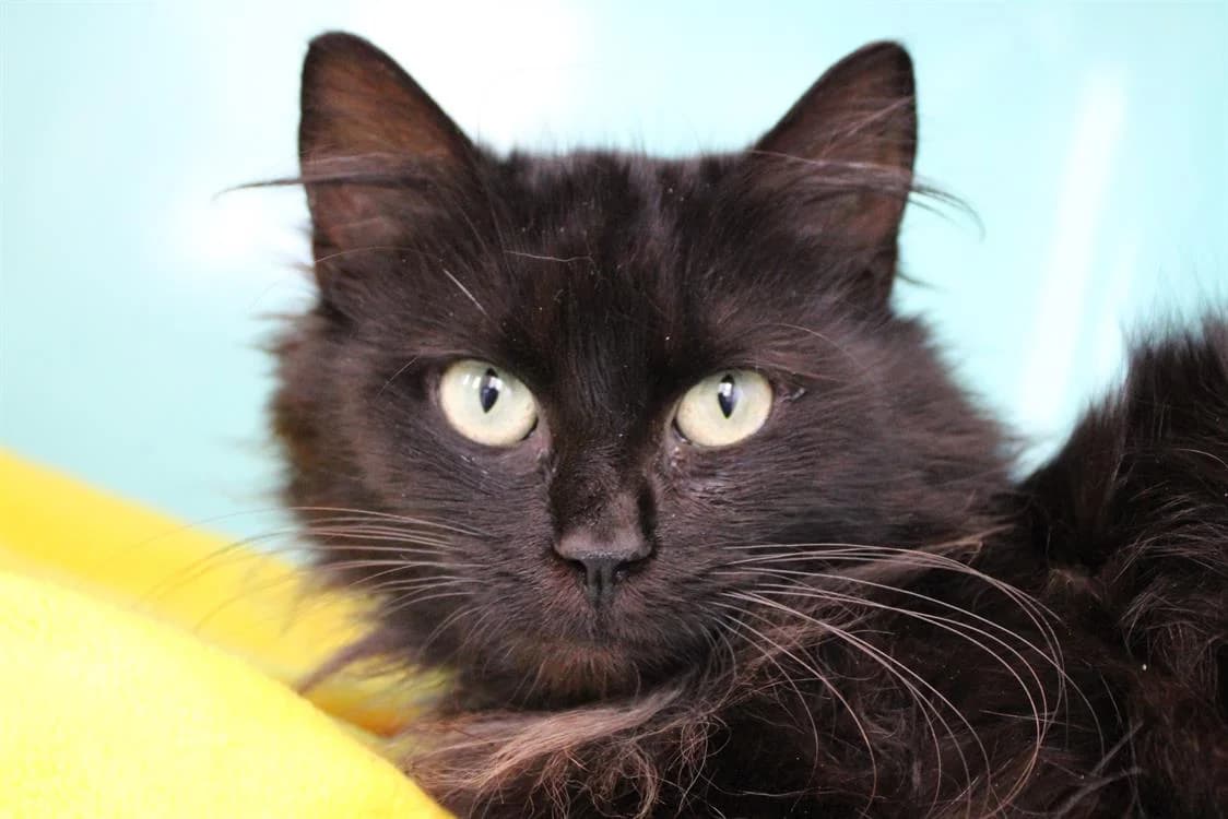 Petite Lionne, female mixed breed for adoption at SPA Cabourg, Cabourg