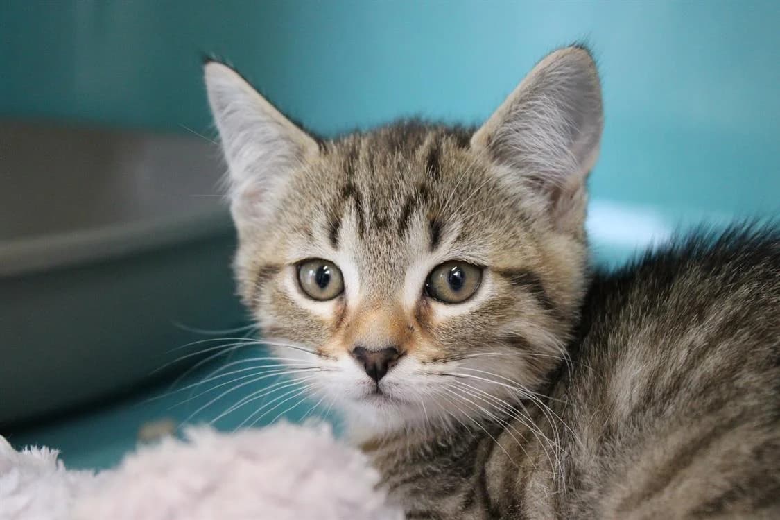 Dobby, female mixed breed for adoption at SPA Cabourg, Cabourg