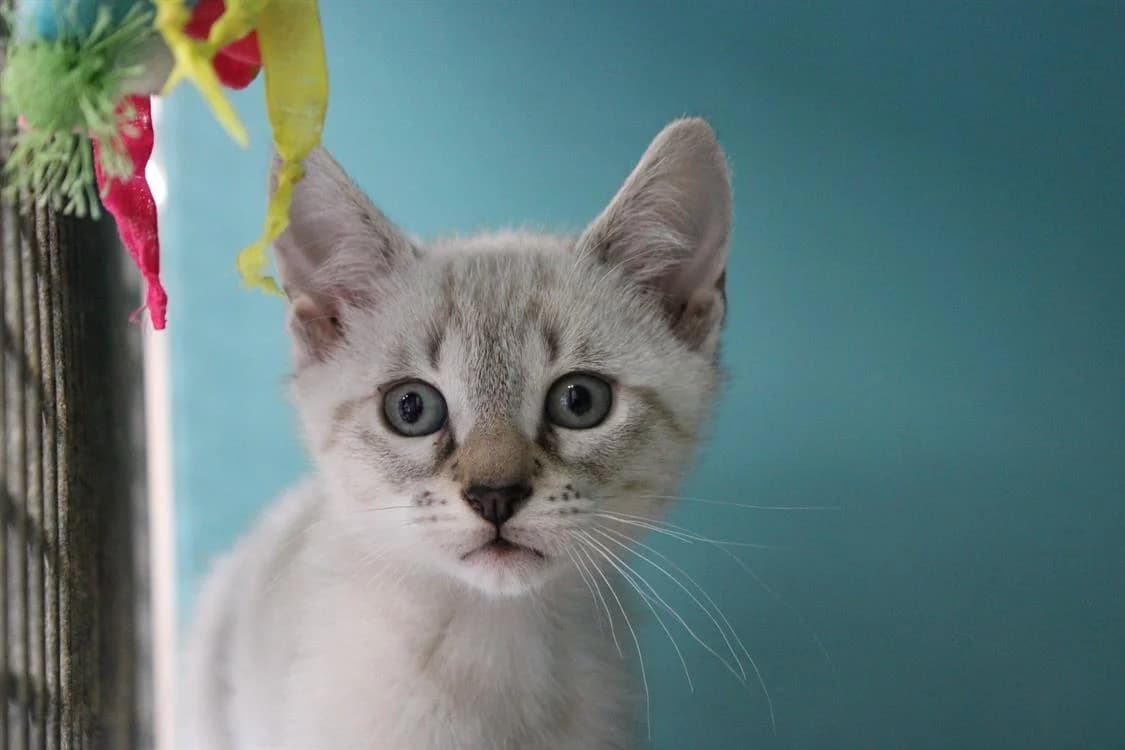 Neige, male mixed breed for adoption at SPA Cabourg, Cabourg