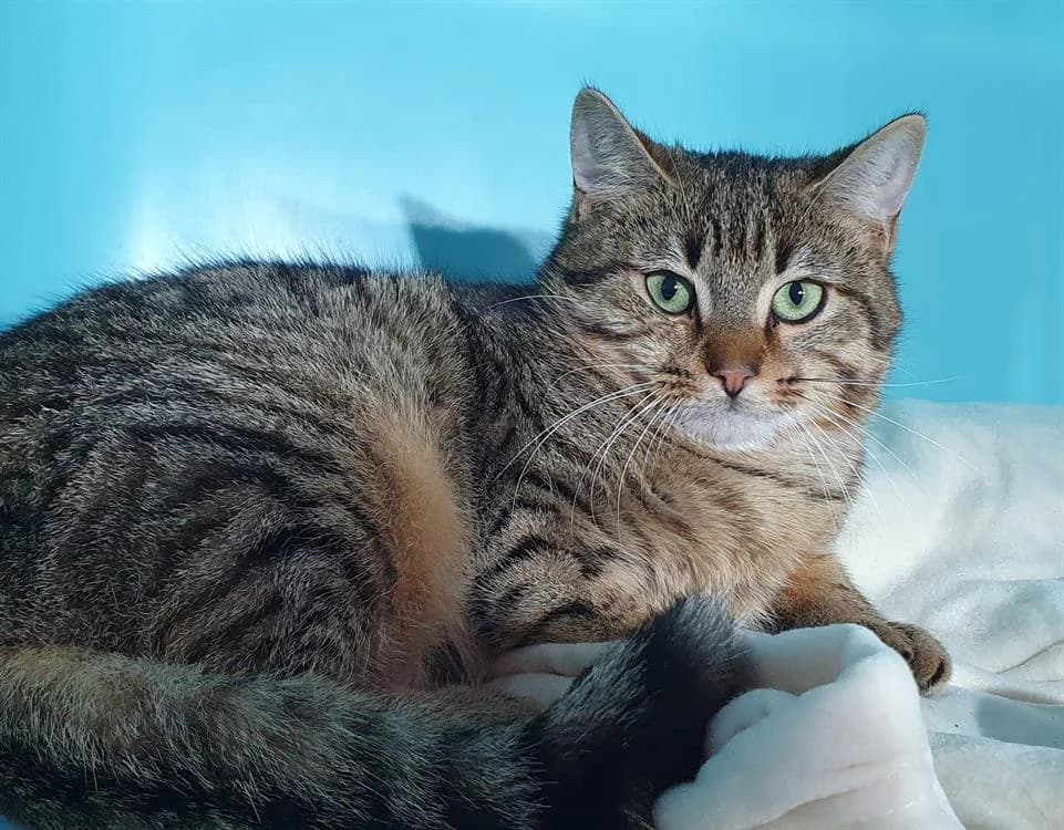 LOU CHA17926, male mixed breed for adoption at SPA Chamarande, Chamarande