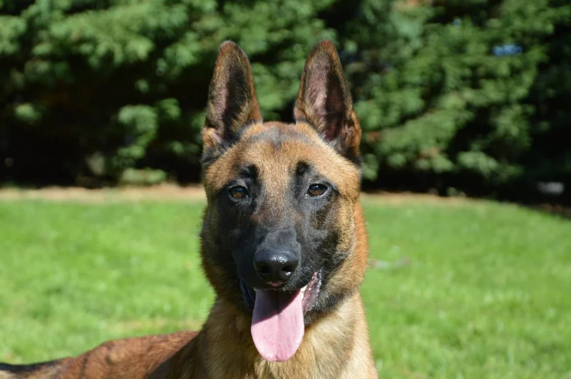 BARNABE CHAO12708, male Belgian Malinois for adoption at SPA Chamarande, Chamarande